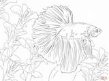 Fish Betta Coloring Pages Printable Supercoloring Online Beta Adult Color Drawings sketch template