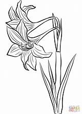 Amaryllis Flower Drawing Coloring Pages Getdrawings sketch template