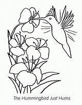 Coloring Library Hummingbird sketch template