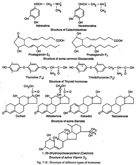 hormones biology notes  hormones