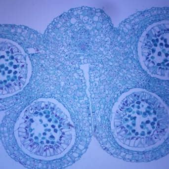 amazoncom lily anther  meiotic heterotypic division cs