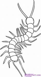 Coloring Centipede Draw Millipede Centipedes Pages Clipart Step Drawing Drawings Clip Color Outline Easy Printable Animals Insect Clipground Animal Popular sketch template