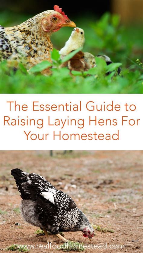 the essential guide to raising laying hens for your homestead laying