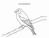 Goldfinch Drawings sketch template