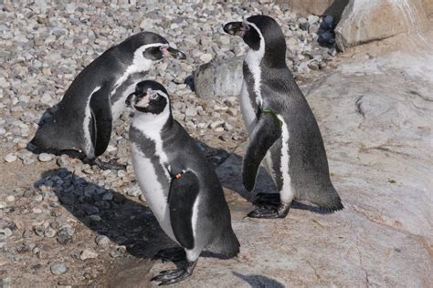 Are Penguins Smart Penguins Blog