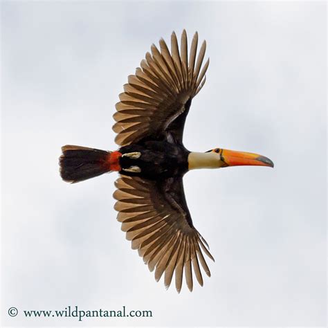 toco toucan flying   pantanal brazil wwwwildpantanalcom toucan