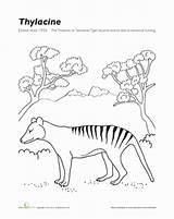 Coloring Extinct Thylacine Animals Tasmania Animal Tiger Worksheets Worksheet Species Designlooter Education Tasmanian Pages Drawings Extinction Kids Grade Second Choose sketch template