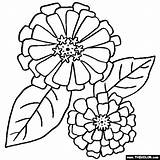 Coloring Flower Pages Zinnia Zinnias Color Flowers Border Printable Thecolor Drawing Designlooter Colouring Mandala Sheets Rose 560px 72kb Getcolorings Gif sketch template