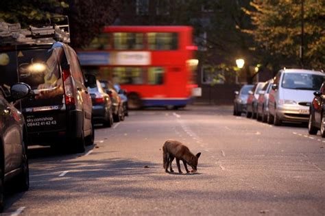 number of urban foxes living in uk has quadrupled in the last 20 years