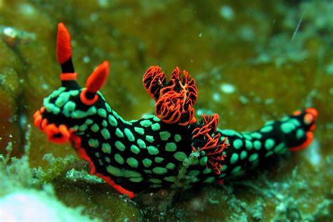 sea slugs   blow  ocean lovin mind ocean