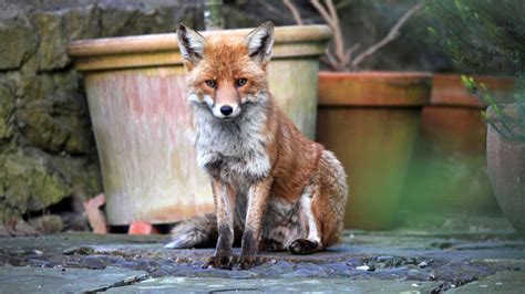 Want To Keep Foxes Away From Your Garden You Need This Expert Tip