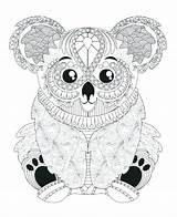 Getdrawings Koala sketch template