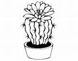 Cactus Coloring Flower Coloringcrew Pages sketch template