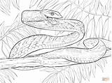 Snake Serpente Anaconda Snakes Ausmalbilder Serpenti Stampare Rattlesnake Diamondback Schlangen Coloriage Serpent Ausmalbild Attacco Parentune Supercoloring Nasen Posizione Vite Threat sketch template