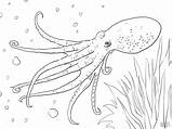 Octopus Pulpo Coloriage Musky Colorir Imprimer Moscardino Poulpe Polvo Pieuvre Squid Pulpos Mollusks Adults Coloringbay Coloriages Gratuits Polipo Imprimir sketch template