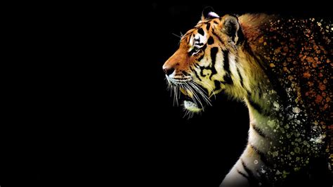 tiger abstract  tiger wallpapers hd wallpapers artwork wallpapers