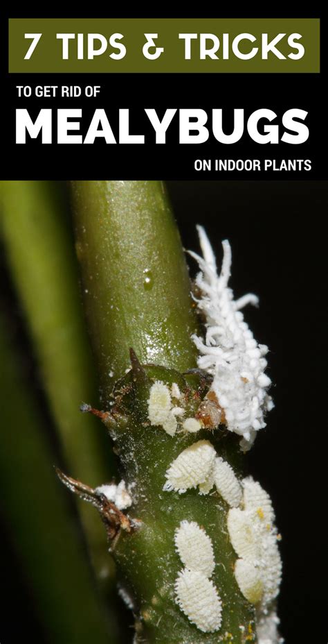 7 tips and tricks to get rid of mealybugs on indoor plants