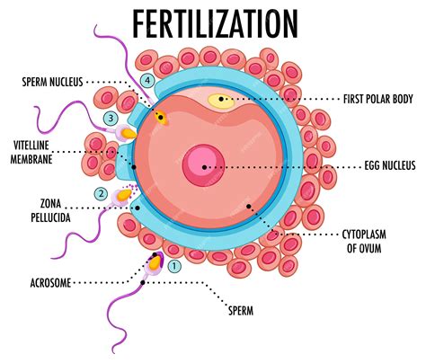 vector diagram showing fertilization  human