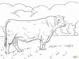 Coloring Pages Cattle Color Draw Zebu Animal sketch template