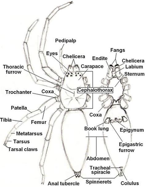 anatomy   spider bugguidenet