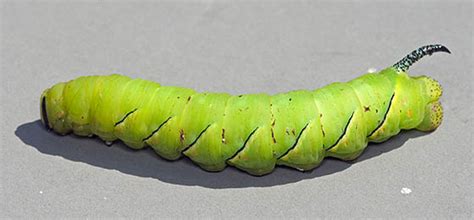 sphinx moth caterpillar sphinx kalmiae bugguide