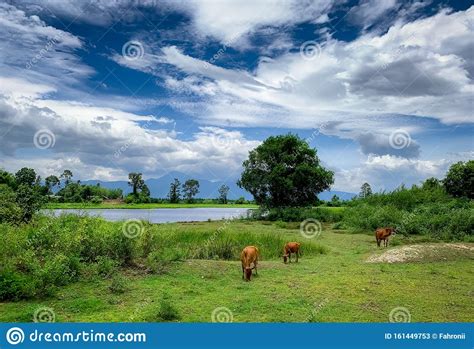Herd Of Cow Grazing Green Grass In Meadow Brown Cow In