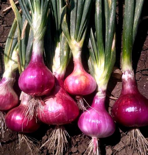 grow onion growing onions  container onion care naturebring