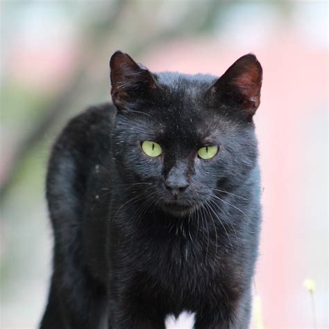 black feral cat  morningside park flickr photo sharing