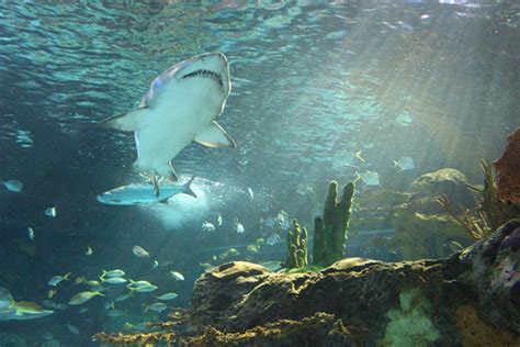 Under The Sea A Visit To Ripley S Aquarium In Toronto Life At