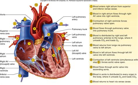 blood flow   heart pathophysiology nursestudynet