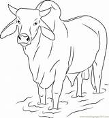 Bull Coloring Pages Zebu Printable Gray Color Sheets Coloringpages101 Pdf sketch template