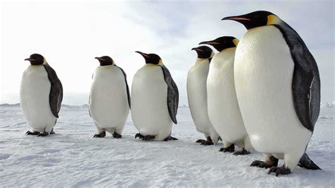 gambar kolase hewan pinguin gambar kolase