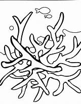 Coral Coloring Pages Color Print Kids sketch template
