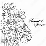 Cosmos Cosmea Bud Ornate sketch template