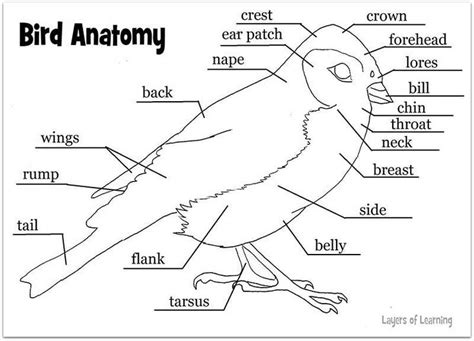 birdanatomyanswers homeschool nature study birds  kids homeschool science