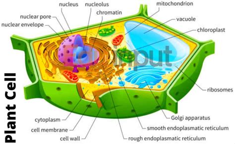 plant cell definition  structure eduinput