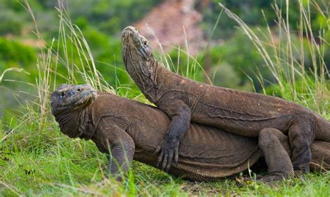 Komodo Dragon Wrecked Camera By Trying To Have Sex With It