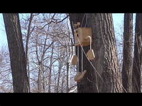 chickadees inspect  birdhouse  youtube