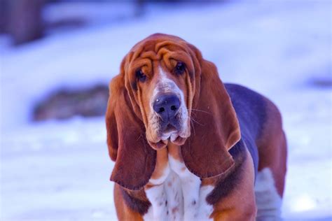 facts  bloodhounds temperament personality traits