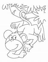 Monkey Coloring Pages Spider Monkeys Howler Cartoon Clipart Barrel Cute Story Kids Library Getcolorings Popular Template Line sketch template