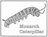 Monarch Caterpillar Caterpillars sketch template