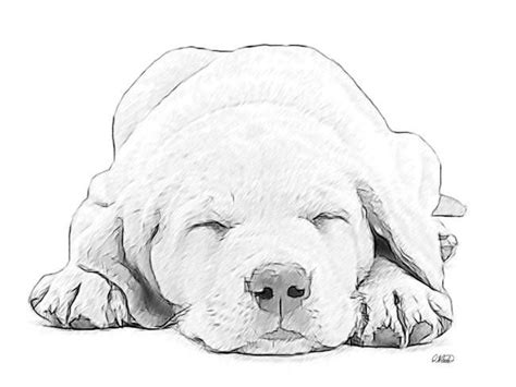 labrador puppy sketch  dean wittle puppy sketch animal drawings