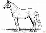 Horse Coloring Pages Draft Horses Printable Realistic Stallion Color Template Getdrawings Outline sketch template