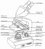 Microscope Parts Drawing Biology Getdrawings sketch template