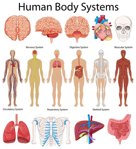 diagram showing human body systems stock vector illustration  skeletal biology