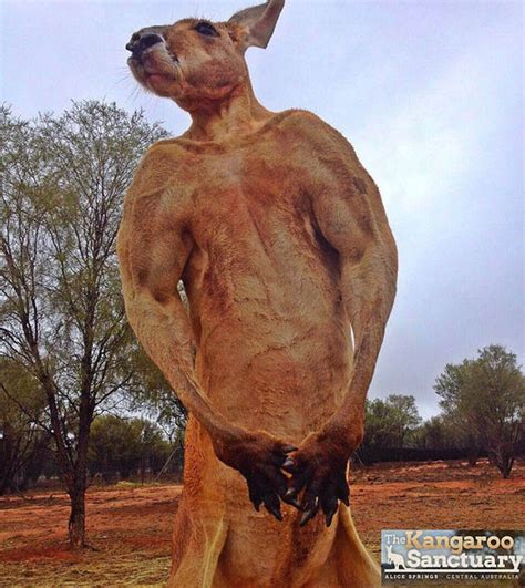 Meet The Hench 14st Kickboxing Kangaroo With More Muscles Than Most Men