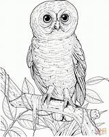 Eulen Eule Uhu Ausdrucken Malvorlage Sowa Malvorlagen Eyed Kolorowanka Kinderbilder Owls Supercoloring Schwer Augen Großen Bestimmt Visitar Kategorii Drukuj sketch template