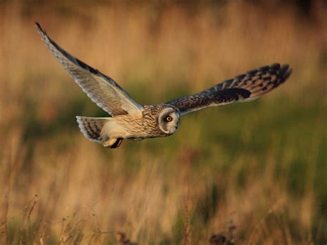 long eared owl birdwatch ireland