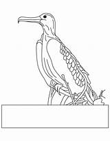 Magnificent Frigatebird Coloring sketch template