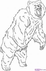 Grizzly Bear Drawing Coloring Draw Step Pages Drawings Standing Animal Printable Dessin Imprimer Bears Coloriage Animals Outline Dragoart Kids Adult sketch template